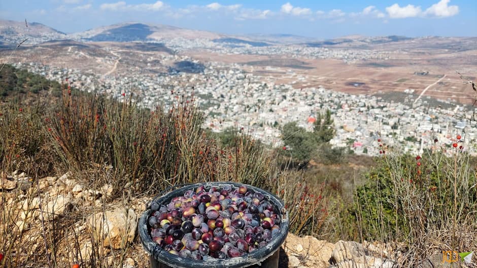 قطف ثمار الزيتون جنوب بيت فوريك