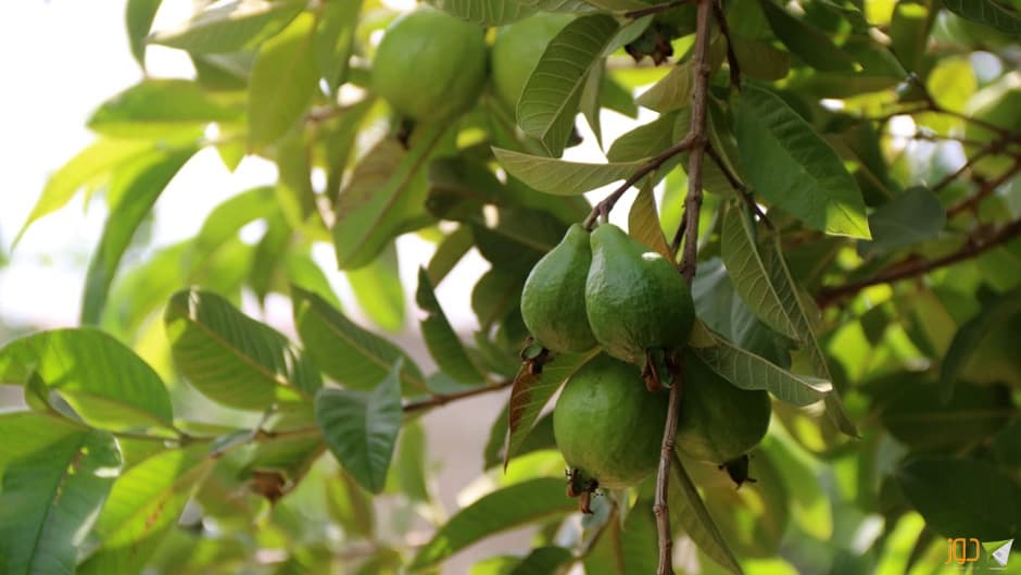 صورة 9