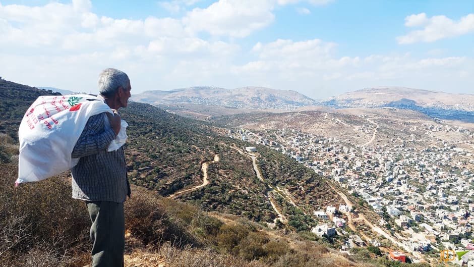 قطف ثمار الزيتون جنوب بيت فوريك