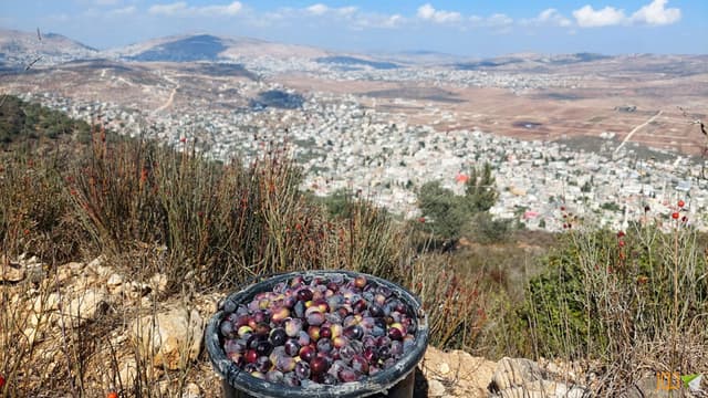 قطف ثمار الزيتون جنوب بيت فوريك