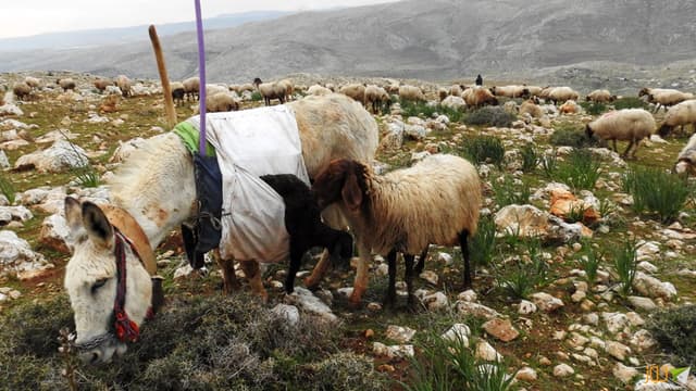 مشاهد من ريف لفلسطين